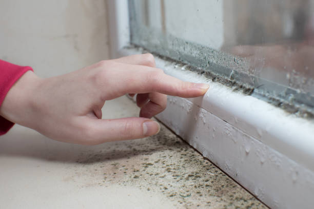 Best Black Mold Removal  in Bethel Rk, PA